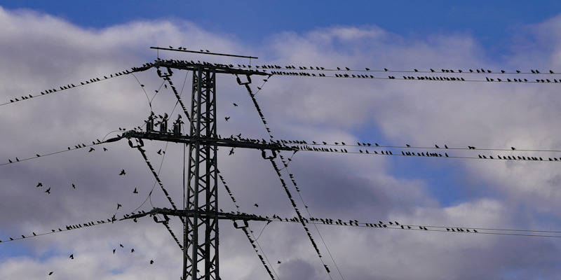 birds on phone wires image